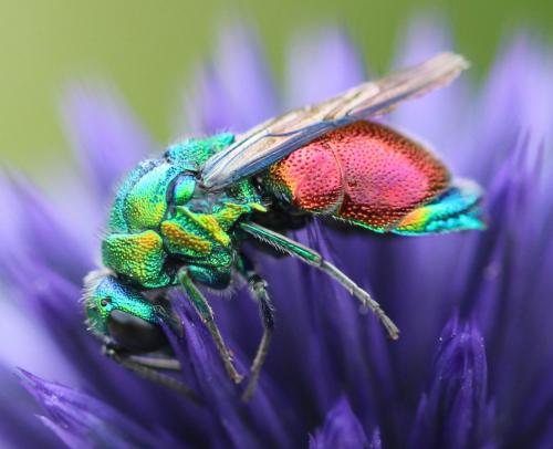 Stilbum calens